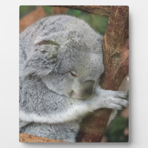 Plaque Photo Fête au bureau mignonne de douche d'ours de koala