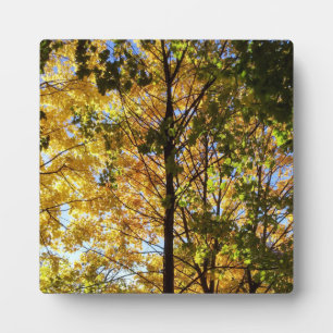 Plaque Photo Feuillage d'automne jaune et vert