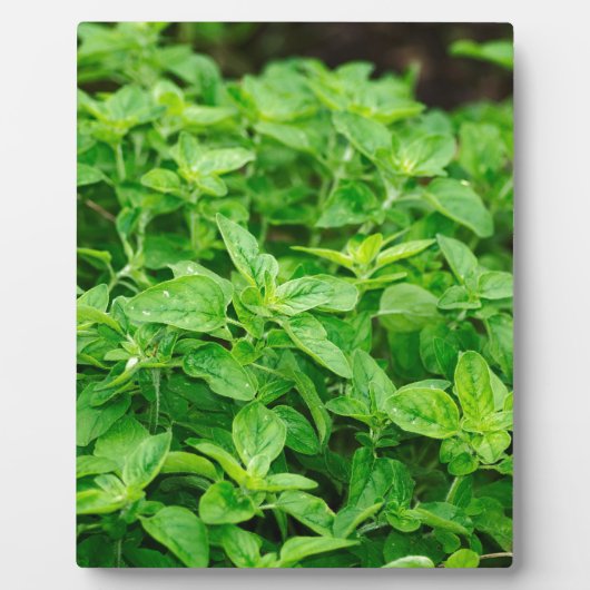 Plaque Photo Feuille (Devant)