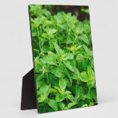 Plaque Photo Feuille (Côté)