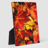 Plaque Photo Feuilles d'automne colorées, feuille d'érable roug (Côté)