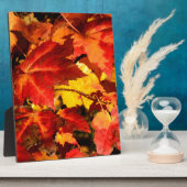 Plaque Photo Feuilles d'automne colorées, feuille d'érable roug (Côté)
