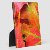 Plaque Photo Feuilles d'automne colorées Gros plan (Côté)
