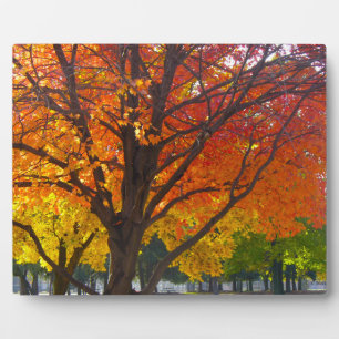 Plaque Photo Feuilles d'automne de la photo jaune et orange