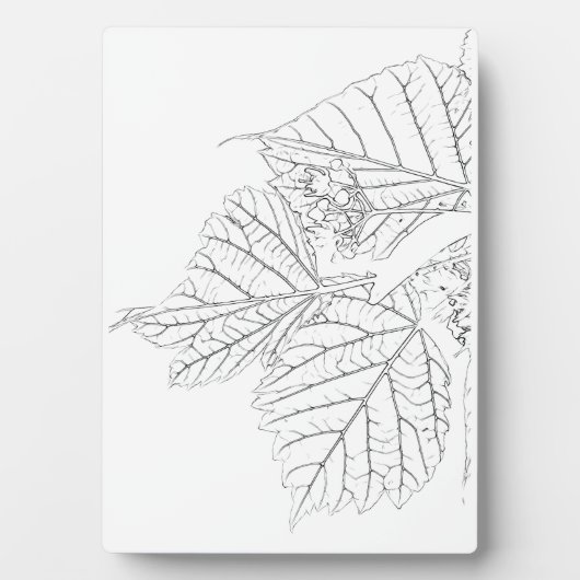 Plaque Photo Feuilles de Basswood (Devant)