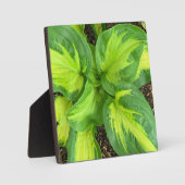 Plaque Photo Feuilles Hosta dynamiques (Recto)