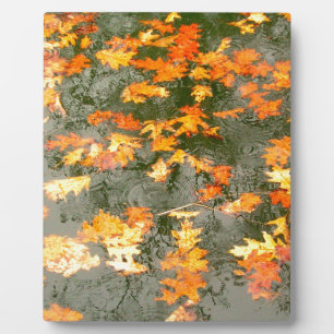 Plaque Photo feuilles tombés sous la pluie