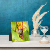 Plaque Photo fixation calme (Insitu)