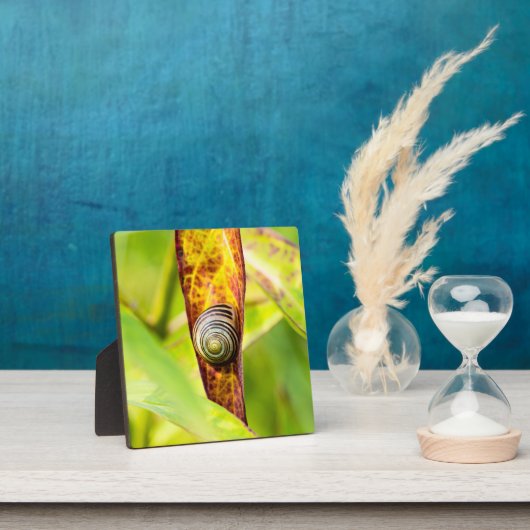 Plaque Photo fixation calme (Insitu)