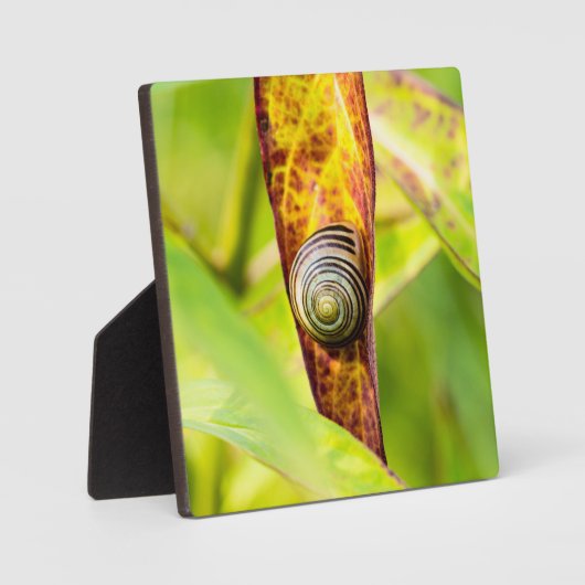 Plaque Photo fixation calme (Recto)