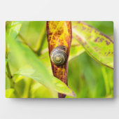 Plaque Photo fixation calme (Devant)