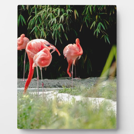 Plaque Photo flamant (Devant)