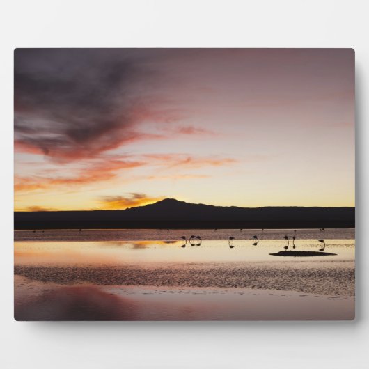 Plaque Photo Flamant rose chilien (Devant)