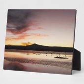 Plaque Photo Flamant rose chilien (Côté)