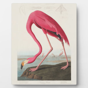 Plaque Photo Flamant rose de John Audubon
