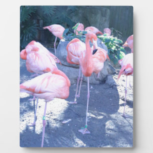 Plaque Photo Flamant rose debout