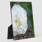 Plaque Photo fleur blanche d'hibiscus mutabilis (Côté)