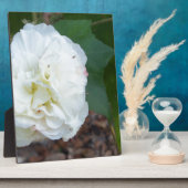Plaque Photo fleur blanche d'hibiscus mutabilis (Côté)