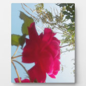 Plaque Photo Fleur céleste : Un Rose contre le ciel (Devant)