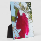 Plaque Photo Fleur céleste : Un Rose contre le ciel (Côté)