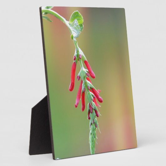 Plaque Photo Fleur d'ananas (Côté)