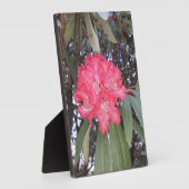Plaque Photo Fleur d'arbre rouge (Côté)