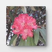 Plaque Photo Fleur d'arbre rouge (Devant)