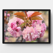 Plaque Photo Fleur de cerise double : Kanzan (Devant)