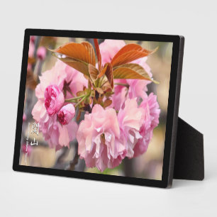 Plaque Photo Fleur de cerise double : Kanzan