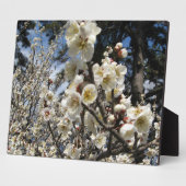 Plaque Photo Fleur de cerisier blanc / Sakura / ク(桜) (Côté)