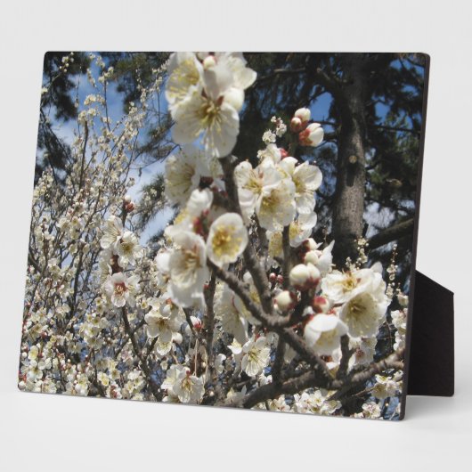 Plaque Photo Fleur de cerisier blanc / Sakura / ク(桜) (Côté)
