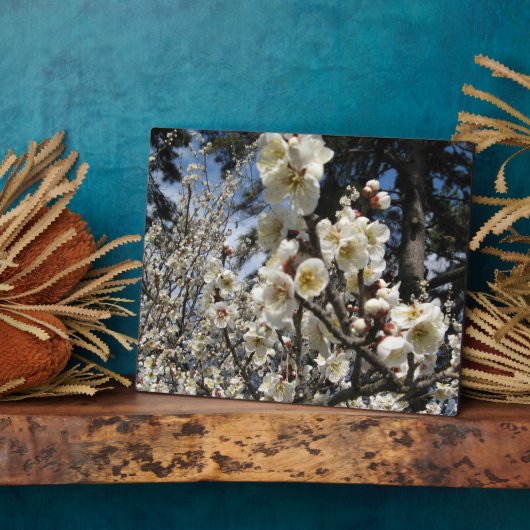 Plaque Photo Fleur de cerisier blanc / Sakura / ク(桜) (Côté)