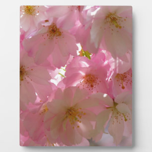 Plaque Photo Fleur de cerisier japonaise