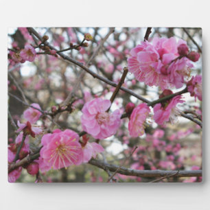 Plaque Photo Fleur de cerisier rose / Sakura / ク(桜)