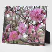 Plaque Photo Fleur de cerisier rose / Sakura / ク(桜) (Côté)