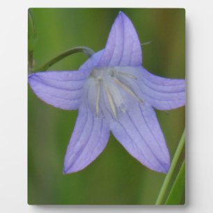 Plaque Photo Fleur de cloche bleue