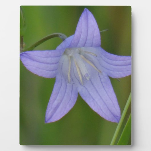 Plaque Photo Fleur de cloche bleue (Devant)