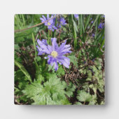 Plaque Photo Fleur de jardin bleu (Devant)