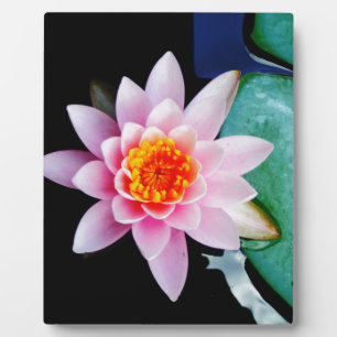 Plaque Photo Fleur de laine d'eau chaude rose et orange de lotu