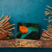 Plaque Photo Fleur de marguerite orange (Côté)