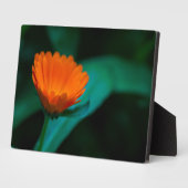 Plaque Photo Fleur de marguerite orange (Côté)