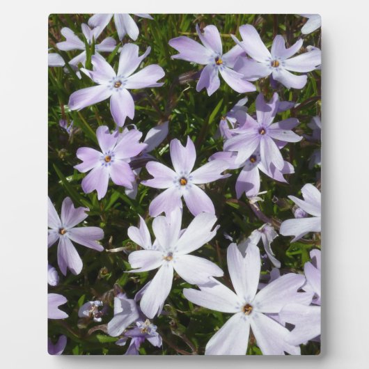 Plaque Photo Fleur de Phlox (Devant)