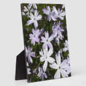 Plaque Photo Fleur de Phlox (Côté)