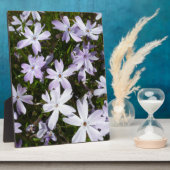 Plaque Photo Fleur de Phlox (Côté)