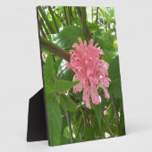 Plaque Photo Fleur de plume brésilienne (Côté)