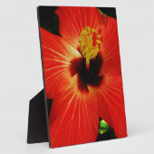 Plaque Photo Fleur d'Hibiscus rouge-orange (Côté)