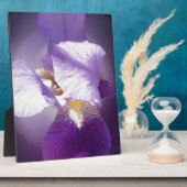 Plaque Photo fleur d'iris pourpre (Côté)