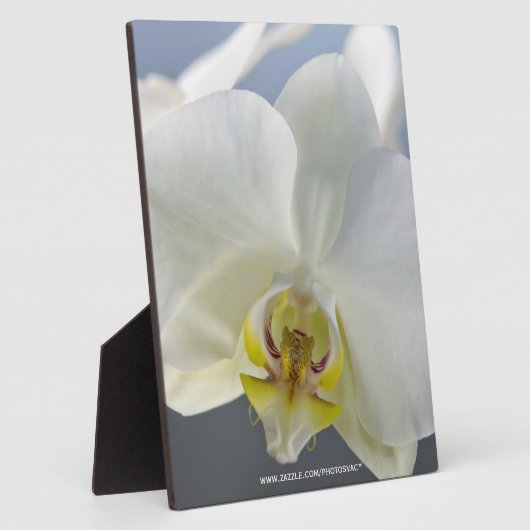 Plaque Photo Fleur d'orchidée blanche (Côté)