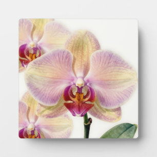 Plaque Photo Fleur d'orchidée violette pastel élégante