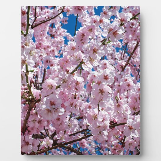 Plaque Photo Fleur japonaise de cerisier (Devant)